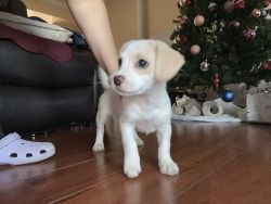 3 pets beagle with malties