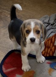 Beagle puppy need new home
