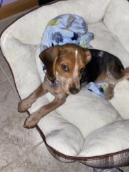12week old beagle pup