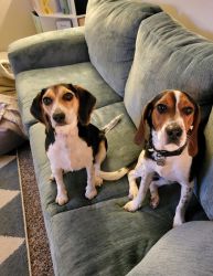 Two loving beagles need to be re-homed