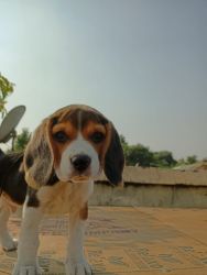 Beagle 3month old