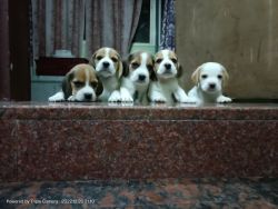 Premium quality beagle