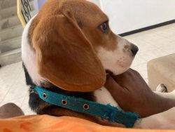 Beagle for Adoption
