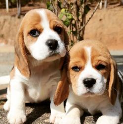 Tricolor Beagle puppies
