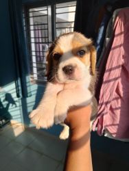 Beagle for sale in new town