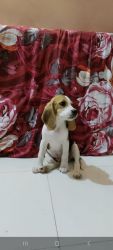 I want to sale my Beagle Puppies