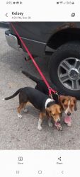 Akc beagle pups