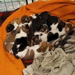 6 beagle puppies left