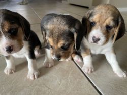 3 beagle puppies looking for forever homes !