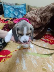 Male Beagle puppy available
