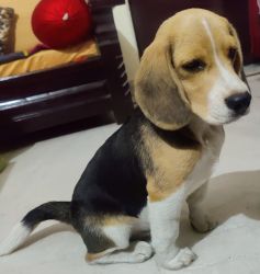 4 Months Beagle Puppy