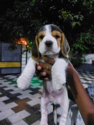 Beagle puppy (purebreed) 2 months old