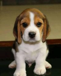 Cute looking beagle puppies available in Chennai xxxxxxxxxx
