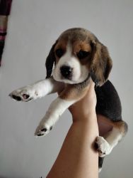 47 days old beagle