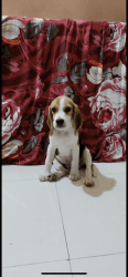 I want sale my Beagle Dog urgent call me only interested Thanku