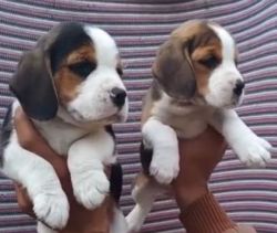 Beagle Male and female available in best price xxxxxxxxxx