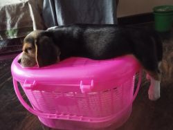 Want to sell my cute biju male beagle