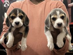 Begal puppies available