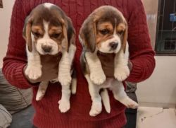 Beagle female puppy for sale