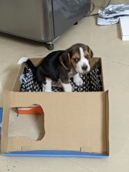 Beagle puppy 45 days old
