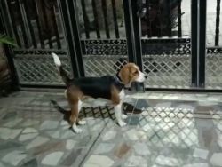 Beagle 11 months old