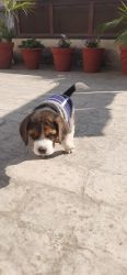 Pet for sale breed beagal