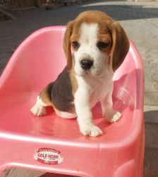 Trust Kennel Beagle Puppies For Sale