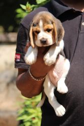 42 days Beagle Male Puppy