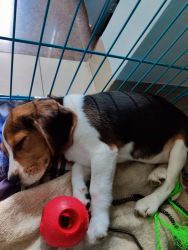Re-homing for Beagle puppy