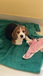 7 Weeks Male Beagle Puppy available