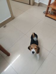 3 months old beagle puppy female