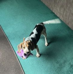 AKC Beagle Puppy