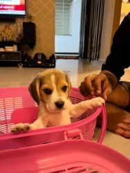 41 days old female beagle pup for sale