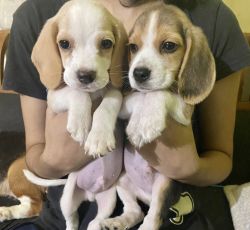 Lemon colour puppy and tri colour beagle puppies available