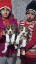 Trust Kennel Beagle Tricolor Puppies For Sale Delhi