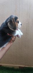 Show Quality Beagle Puppies@ whole Sale price