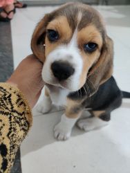 Rehome - Beagle 1.5 month old male puppy