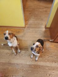 2 dogs ( beagle mix)