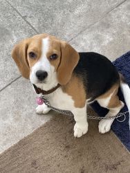 Beagle 5 month puppy urgent sale
