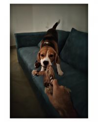 2.5 year old Beagle up for adoption
