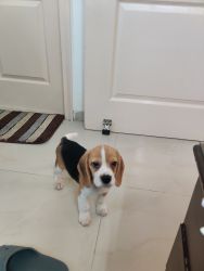 40 day old male beagle puppy