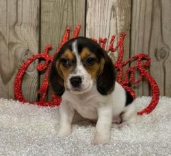 Cute & lovely male & female Beagle puppies For Sale