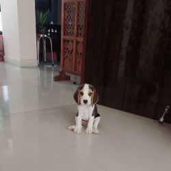 52 day Old Beagle Male Puppy looking for a good family