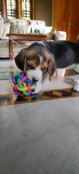 Female beagle available of age 2 months old