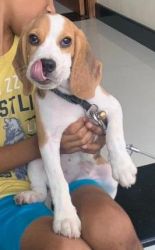 Beagle female puppy in the family of Champions
