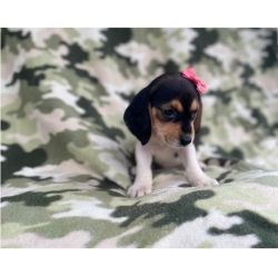 Beagle puppies available.