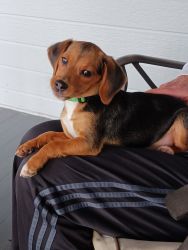 Beagle Puppy price reduced