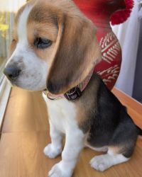 Beagle Puppy Needs a new home