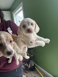 Puppies beagle