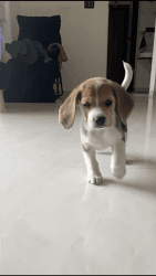 Beagle dog(double bone)